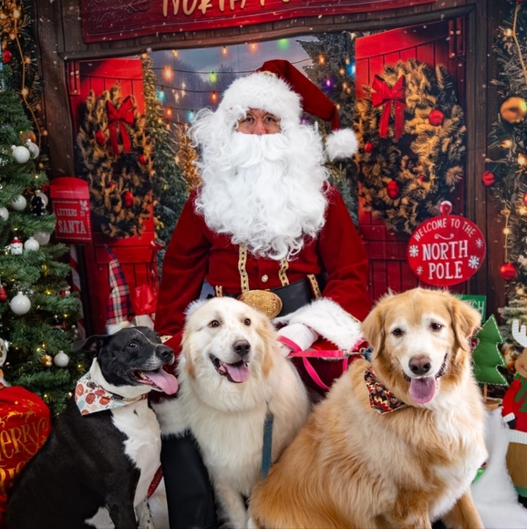 Meet your Posher, Tara - Picture 6 of 9